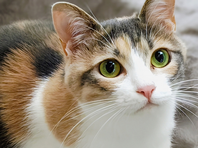 ねこ