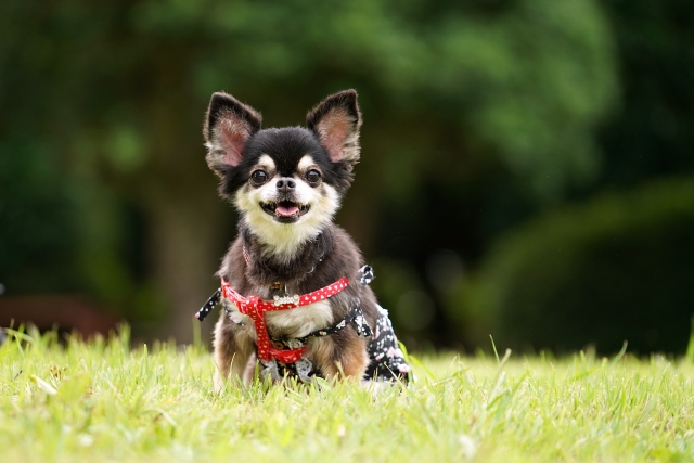 犬の予防