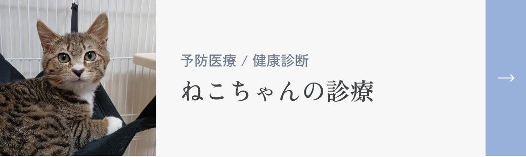 ねこちゃんの診療