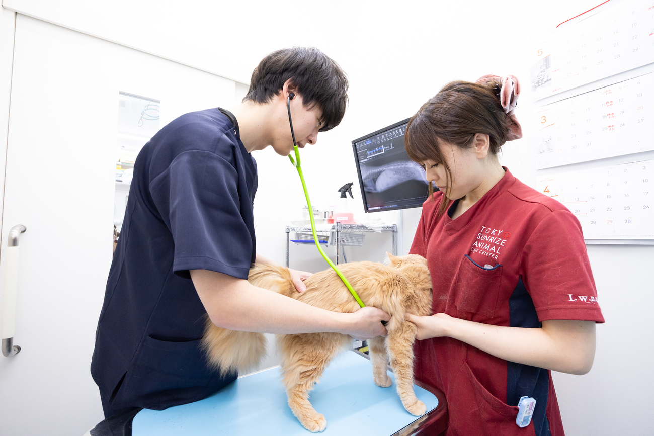動物の整形外科・外科手術とは？
